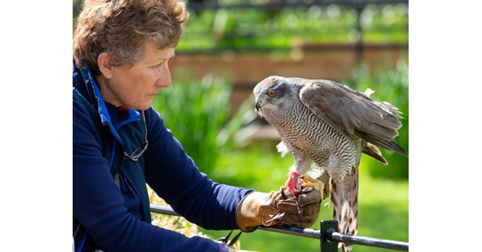 Interview with International Centre for Birds of Prey